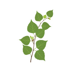 Green birch branch with leaves vector clipart isolated on white background for botanical design