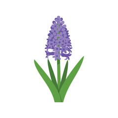Purple hyacinth flower vector clipart isolated on white, spring floral illustration