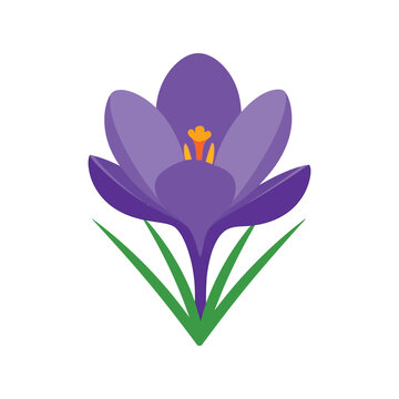 Purple crocus flower vector clipart isolated, spring floral illustration for design