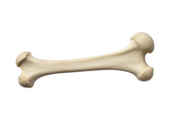 A single bleached bone from the thoracic cage, isolated cleanly on a stark white background for medical or structural examination ,clean ,stark ,Rib