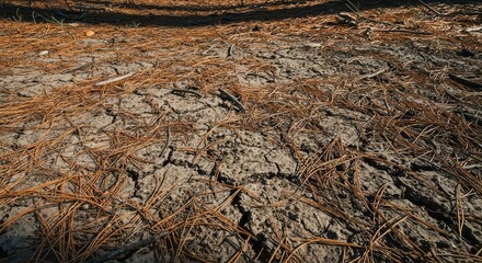 Dry, cracked earth and dead pine needles littering the ground in a distressed, drought-stricken forest, raising concerns about fire danger ,crisis ,summer ,extreme