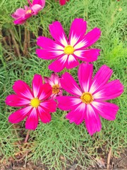 Beautiful cosmos flowers blooming in the garden.