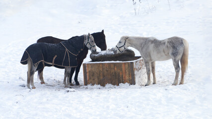 Three horses are at a hay feeder. One horse, after a walk, is covered with a blanket. Winter. Snow. Frost.