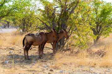 Fototapeta premium Etosha National Park in Namibia is famous for its vast, shimmering salt pan, open savanna landscapes, and remarkable wildlife diversity. Elephants, lions, giraffes, zebras.