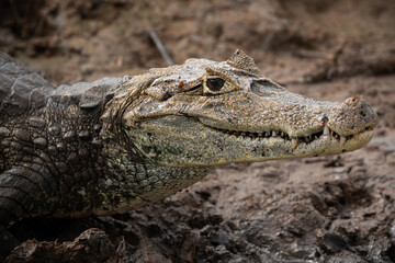 Obraz premium Spectacled caiman (Caiman crocodilus) with open mouth resting on muddy riverbank, freshwater crocodilian displaying defensive behavior in natural tropical habitat 