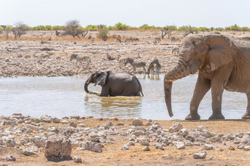 Obraz premium Etosha National Park in Namibia is famous for its vast, shimmering salt pan, open savanna landscapes, and remarkable wildlife diversity. Elephants, lions, giraffes, zebras.
