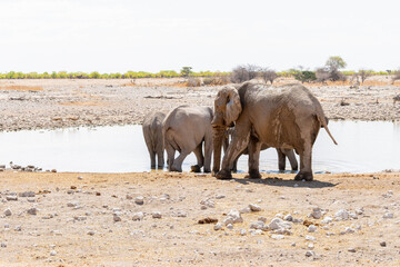Fototapeta premium Etosha National Park in Namibia is famous for its vast, shimmering salt pan, open savanna landscapes, and remarkable wildlife diversity. Elephants, lions, giraffes, zebras.