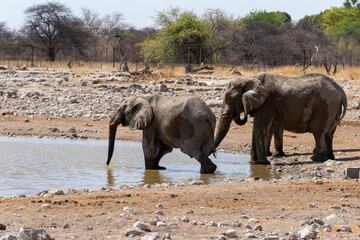 Obraz premium Etosha National Park in Namibia is famous for its vast, shimmering salt pan, open savanna landscapes, and remarkable wildlife diversity. Elephants, lions, giraffes, zebras.