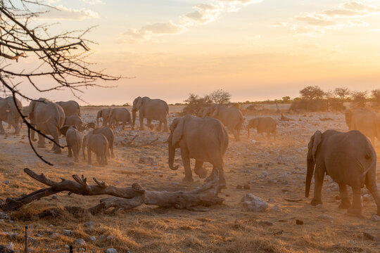 Etosha National Park in Namibia is famous for its vast, shimmering salt pan, open savanna landscapes, and remarkable wildlife diversity. Elephants, lions, giraffes, zebras.