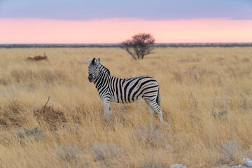 Obraz premium Etosha National Park in Namibia is famous for its vast, shimmering salt pan, open savanna landscapes, and remarkable wildlife diversity. Elephants, lions, giraffes, zebras.