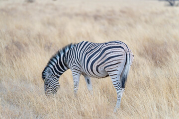 Obraz premium Etosha National Park in Namibia is famous for its vast, shimmering salt pan, open savanna landscapes, and remarkable wildlife diversity. Elephants, lions, giraffes, zebras.