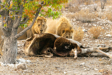 Obraz premium Etosha National Park in Namibia is famous for its vast, shimmering salt pan, open savanna landscapes, and remarkable wildlife diversity. Elephants, lions, giraffes, zebras.