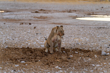 Fototapeta premium Etosha National Park in Namibia is famous for its vast, shimmering salt pan, open savanna landscapes, and remarkable wildlife diversity. Elephants, lions, giraffes, zebras.