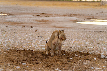 Fototapeta premium Etosha National Park in Namibia is famous for its vast, shimmering salt pan, open savanna landscapes, and remarkable wildlife diversity. Elephants, lions, giraffes, zebras.