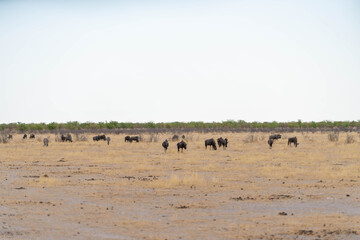Etosha National Park in Namibia is famous for its vast, shimmering salt pan, open savanna landscapes, and remarkable wildlife diversity. Elephants, lions, giraffes, zebras.