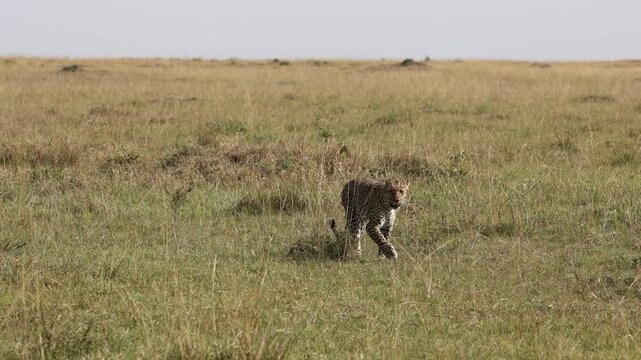 4K slow motion footage of a leopard walking directly toward the camera. Slowed movement highlights stealth, power, and elegance of this iconic big cat in its natural habitat.