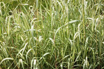 Obraz premium This serene landscape captures a lush field of tall grass with green and silver stripes created by sunlight filtering through the leaves.