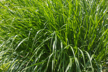 Obraz premium This serene landscape captures a lush field of tall grass with green stripes created by sunlight filtering through the leaves.