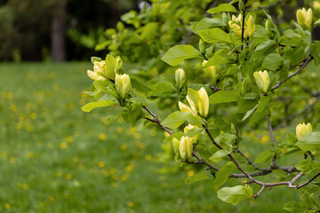 Yellow magnolia flower buds on branch in spring. Blooming trees in park in springtime. © Iryna