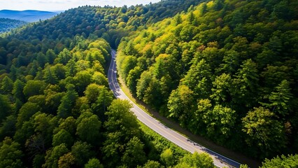Winding road through lush forest
