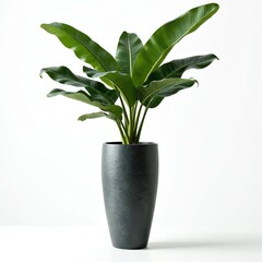Fototapeta premium Tall potted plant with large green leaves in a dark grey vase against a clean white backdrop. This botanical element adds natural beauty to interior design.