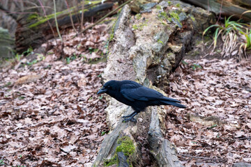 Obraz premium A black crow is standing on a log in the woods