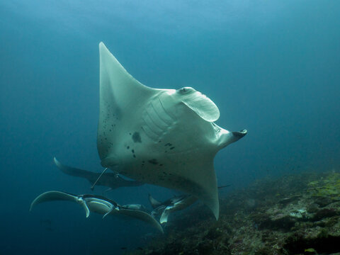 Close-up of a School of manta rays swimming over a coral reef, Maldives