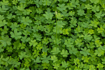 Top view texture of green Oxalis pes-caprae (Bermuda buttercup) leaves in Turkey. Dense natural pattern of wood sorrel foliage in a Mediterranean garden. Vibrant herbal background in December.
