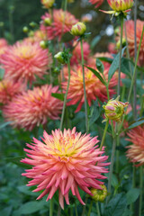 Semi-cactus Dahlias and foliage