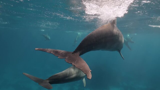 Playful bottlenose dolphin pod jumping and interacting near the surface in the Red Sea close to Egypt, swimming in clear blue water with sunlight reflections creating a lively marine wildlife scene
