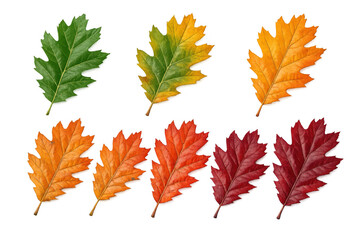 Fototapeta premium Oak leaves showing seasonal transition from green to yellow, orange, and red autumn colors on transparent background