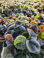 Frost on strawberry leaves in November after night frosts.