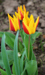 Spring flowering tulips Kaufmanniana