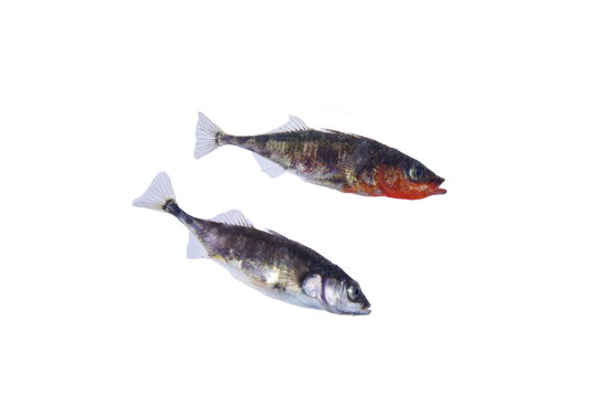 two sticklebacks, a female and a male