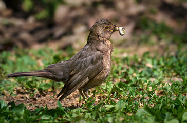 Amsel (Turdus merula) Weibchen mit erbeuteten Raupen im Schnabel steht am Boden inmitten grüner...