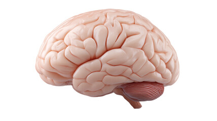 Human brain anatomy with detailed gyri and sulci on isolated white background