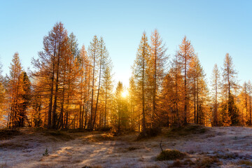 Golden autumn forest with larch trees and warm sunrise light