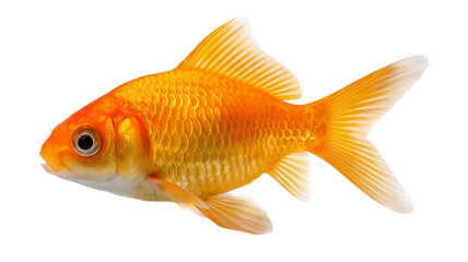 Fototapeta premium Vibrant golden goldfish swimming with flowing fins