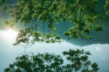 Peaceful lake surface and green tree reflection