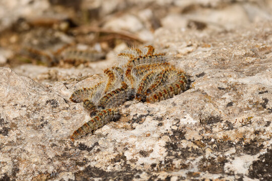 Grupo de orugas de procesionaria del pino apelotonadas sobre roca en el parque natural Sierra de Mariola, Alcoy, Espa&ntilde;a