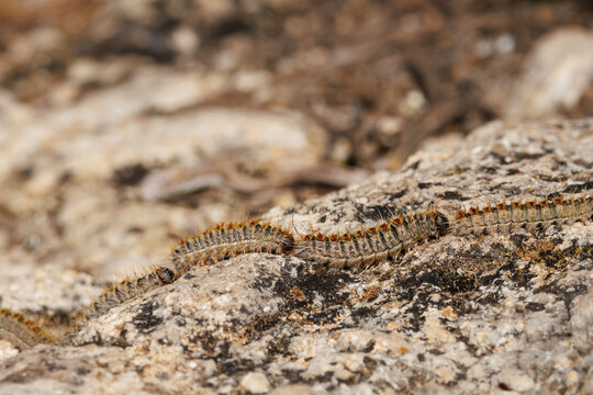 T&iacute;pica formaci&oacute;n de la oruga procesionaria del pino camufalda sobre roca, Alcoy, Espa&ntilde;a