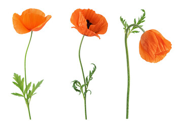 Naklejka premium Bright orange poppy flowers standing upright with green stems on a plain background in a clear setting