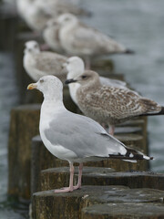 Fototapeta premium seagulls on the breakwater with the sea in the background