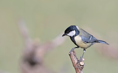 Fototapeta premium Great Tit (Parus major), Greece