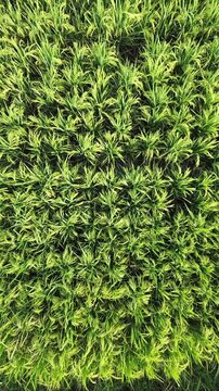 Top down aerial view of a lush green rice field with organized irrigation patterns. Vibrant agricultural landscape textures from a drone.