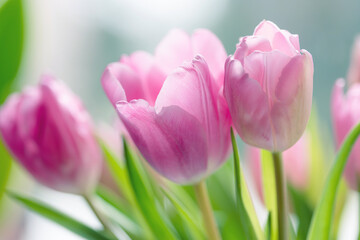 Naklejka premium Wiosenne tulipany w pastelowych odcieniach, subtelne rozmycie tła