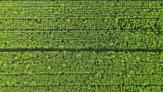 Top down aerial view of a lush green rice field with organized irrigation patterns. Vibrant agricultural landscape textures from a drone.