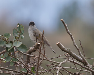 Fauvette a t&ecirc;te noire m&acirc;le perch&eacute;e