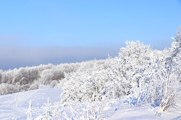 Winter landscape in central Russia.Fabulous beautiful trees in a thick layer of frost and snow during a severe frost.Beautiful winter invitation card for tourists.The beauty of the cold season