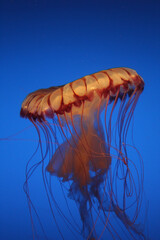 Orange and White Striped Jellyfish in Water © Mac